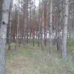Ноксинский лес