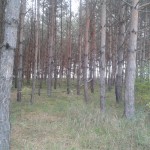 Ноксинский лес Ноксинский лес