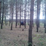 Ноксинский лес Ноксинский лес