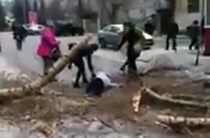 ВИДЕО: В Казани прямо на человека упало дерево