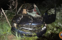 В Марий Эл на трассе водитель на иномарке сбил лося, погибли два человека