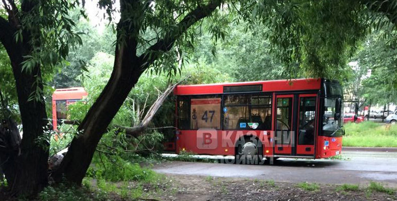 В Казани дерево рухнуло на автобус