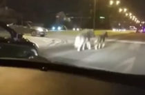 Соцсети: В Казани по проезжей части бегают потерявшиеся пони