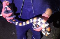 В казанском дворе поймали экзотическую змею